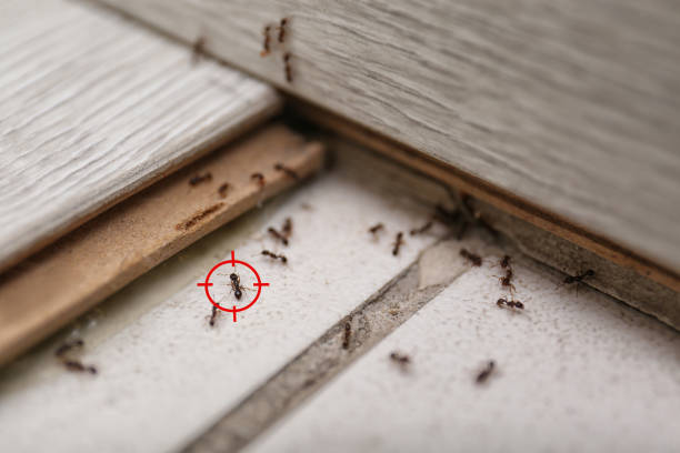 Best Best Pest Control Companies  in Wheeling, IL