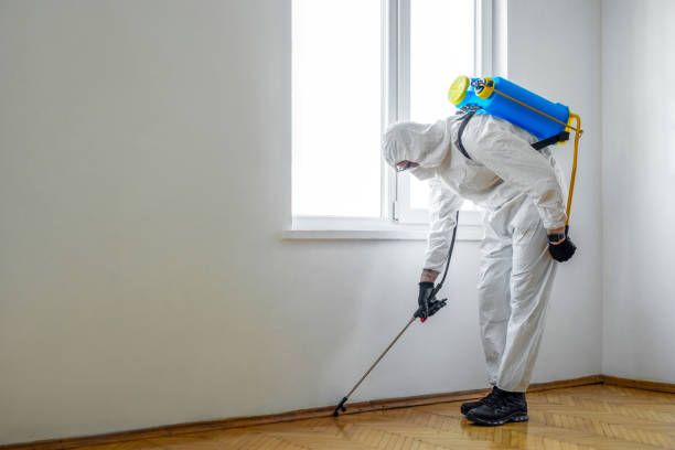 Best Wasp Removal Services  in Wheeling, IL