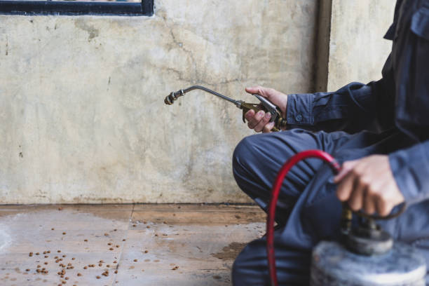 Best Termite Control Services  in Wheeling, IL